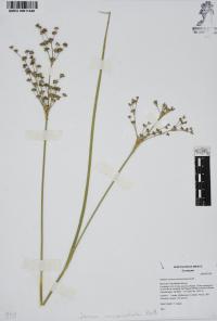 Juncus microcephalus image